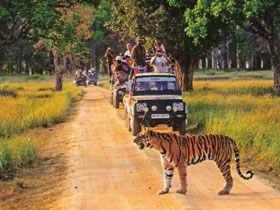 Kanha tiger safari lodge, India