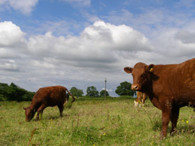 In summer traditional breed cows graze the turbine field and Wheatland Farm's nature reserve
