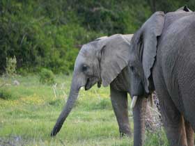 Eastern Cape game reserve accommodation, South Africa