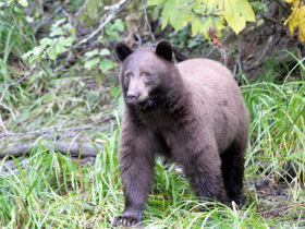 Bear watching holiday in British Columbia