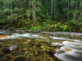 Bear watching holiday in British Columbia