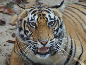 Kanha Tiger Reserve lodge, India