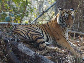 Bandhavgarh Tiger Reserve lodge