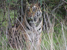 Bandhavgarh Tiger Reserve lodge