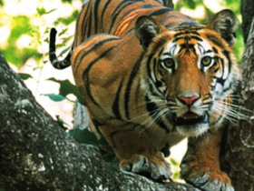 Singinawa Jungle Lodge in Kanha, India