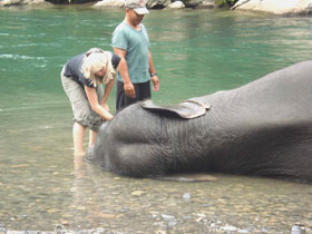 Orangutan wildlife treks in Sumatra
