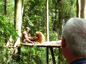Orangutan wildlife treks in Sumatra