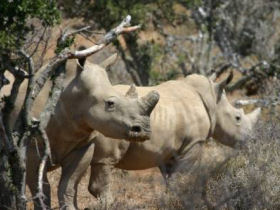 South Africa safari lodge in the Eastern Cape
