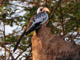 Gambia bird watching tours