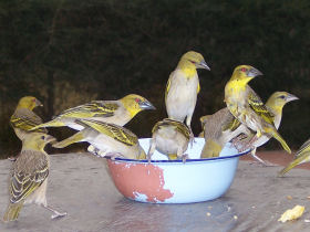 Gambia bird watching tours