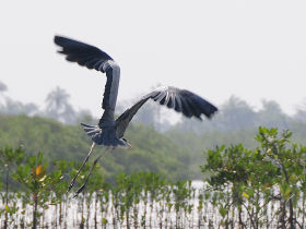 Gambia bird watching tours