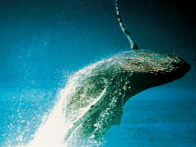Whale watching in South Africa