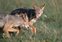 Jackal, Masai Mara luxury safari camp