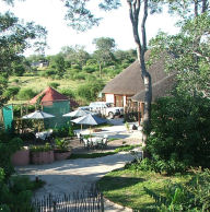 Maun