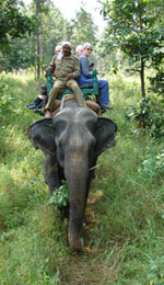 Tiger tracking on elephant back
