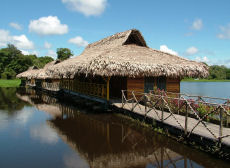 Amazon wildlife
