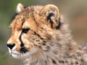 Cheetah, Luxury lodge and game reserve, Cambedoo, South Africa 