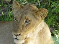 Lion, Safari lodge near Kruger National Park