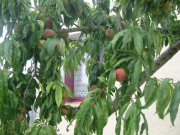 Loire Valley self catering accommodation_peaches