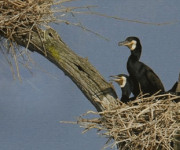 India jungle lodge_birds