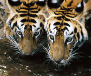 India jungle lodge_tigers