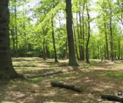 Versailles campsite accommodation_forest