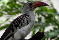 Asha Cottage, Kenya_bird