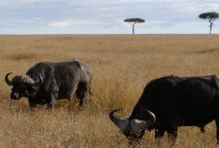 Asha Cottage, Kenya_buffalo
