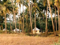 Goa luxury camping accommodation, Sea breeze_trees