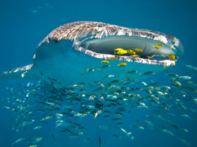 Western Australia Whale Shark photo by Andy Rouse