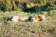Sleeping lion