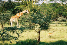Giraffe