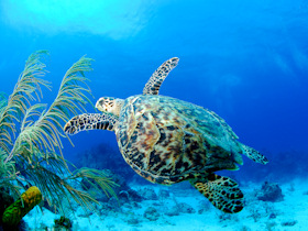 Turtle, Cayman Islands