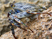 Crab, Cayman Islands. Photo by Cayman Islands Tourist Board
