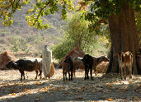 Cattle on rural India holiday