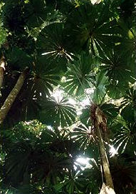 Daintree
