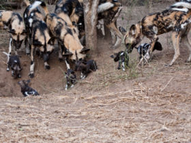 Wildlife conservation safari in Botswana