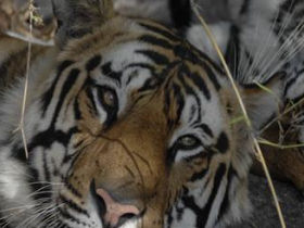 Tiger photography tour in India