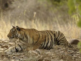 Tiger photography tour in India