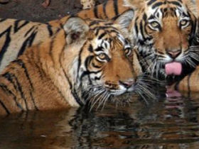 Tiger photography tour in India