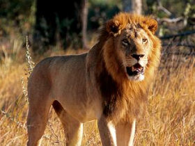 Zimbabwe holiday, wildlife tour