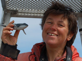 Teacher training holiday, whale and dolphin research