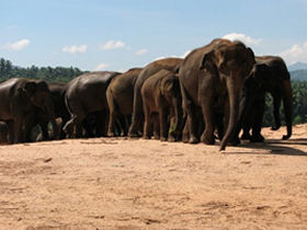 Fair trade tour to Sri Lanka