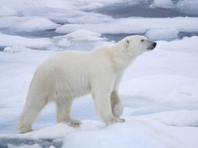 Greenland expedition holiday