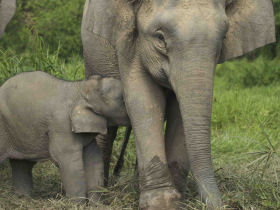 Borneo wildlife volunteer project