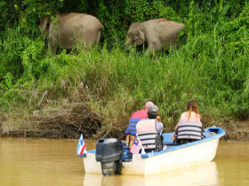 Borneo wildlife volunteer project