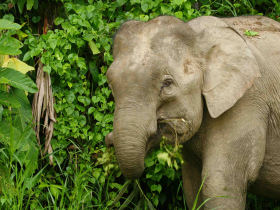 Borneo wildlife volunteer project
