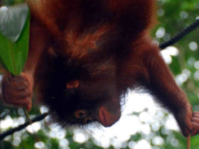 Borneo wildlife volunteer project