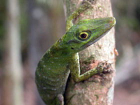 Rainforest conservation in the Amazon, Peru