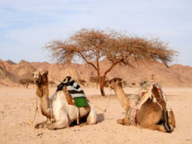 Egypt budget tour
